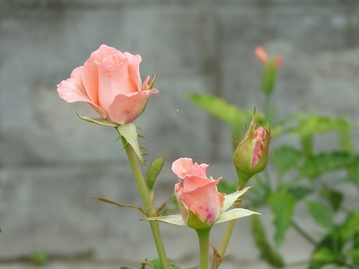 rose-bud-173465_1280[1].jpg