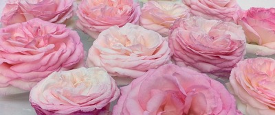 roses-1655182_1280[1].jpg