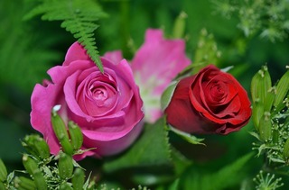 roses-208980_1280[1].jpg