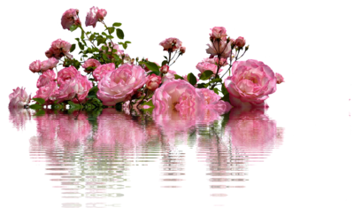 roses-2111550_1280[1].png