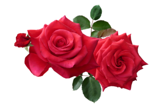 roses-2495684_1280[1].png