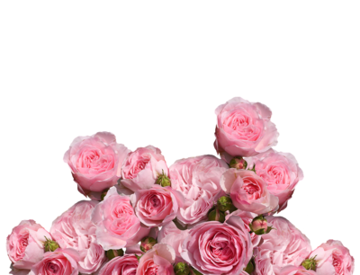 roses-2615505_1280[1].png