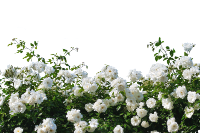 roses-2927481_1280[1].png