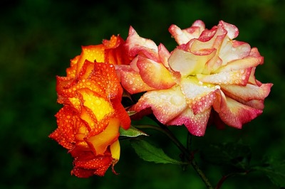 roses-3477383_1280[1].jpg