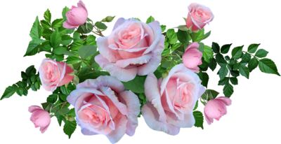 roses-4245871_1280[1].png