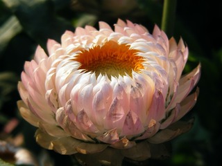 xerochrysum-bracteatum-272992_960_720[1].jpg