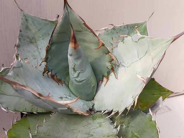 多肉植物生活を楽しもう: 白い肌とトゲがかっこいいアガベ「Agave titanota 