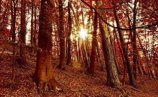autumn-forest-4558849__340.jpg