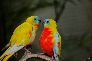 beautiful-parakeet-5392858_640.jpg