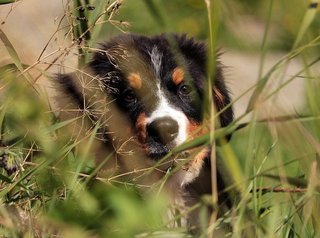 bernese-mountain-dog-5060025_640.jpg