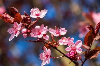 blood-plum-5020129_640.jpg