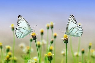 butterfly-1127666_640 (2).jpg