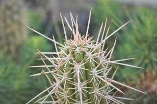 cactus-4745404_1280.jpg