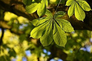 chestnut-leaf-3379835_640.jpg