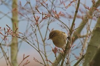 chiffchaff-5073351_640.jpg