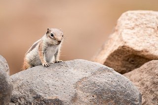 chipmunk-5675631_640.jpg