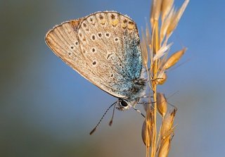 common-blue-5398789_640.jpg