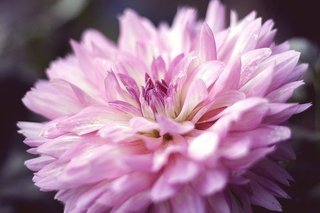 dahlia-4461611_640.jpg