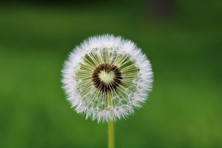 dandelion-4163657__340.jpg