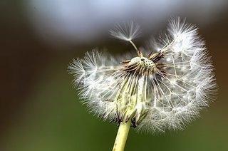 dandelion-4492884__340.jpg