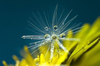 dandelion-5048825_640.jpg