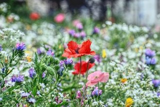 flower-meadow-5431038_640.jpg