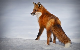 fox-4893199_640.jpg