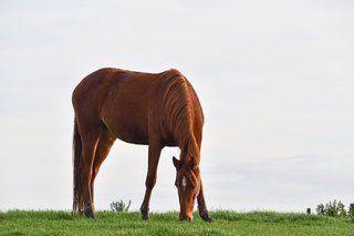 horse-5772416_640.jpg