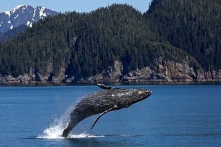 humpback-whale-1984341__340.jpg