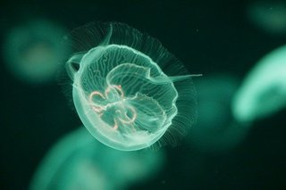 jellyfish-5275858_640.jpg