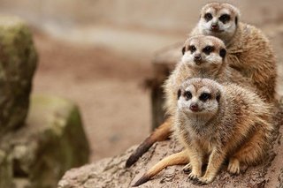 meerkats-5756042_640.jpg