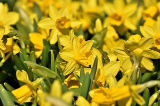 narcissus-5000938_640.jpg