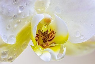 orchid-4920533_640.jpg