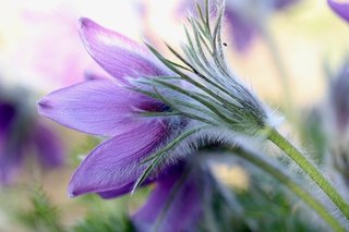 pasque-flower-5013683_640.jpg