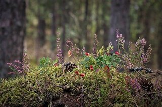 pine-cones-5592802_640.jpg