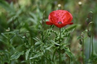 poppy-5202747_640.jpg