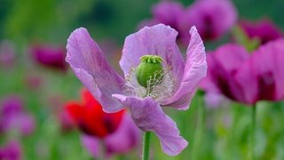 poppy-5204048_640.jpg