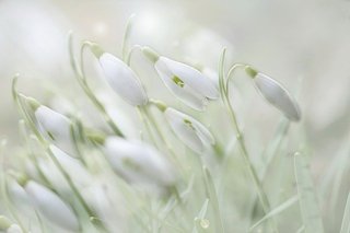 snowdrop-4875870_640.jpg