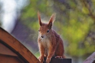 squirrel-5068345_640.jpg