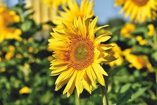 sunflower-5389943_640.jpg