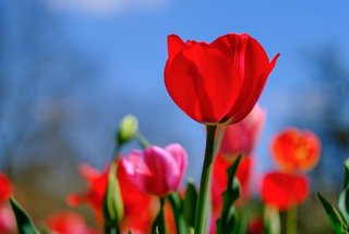 tulip-4791918_1280.jpg