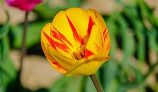 tulip-5020400_640.jpg