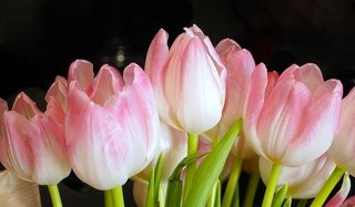 tulips-4821557_640.jpg