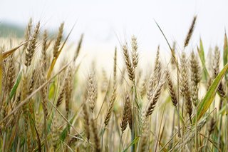 wheat-1556698_1280 (1).jpg