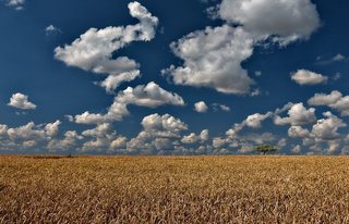 wheat-field-4884970_640.jpg