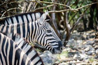 zebra-5522697_640.jpg