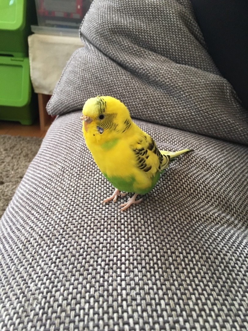 小鳥ぽんぽん セキセイインコ クリームハルクイン - 趣味/おもちゃ