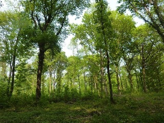 wooded-landscape-2789125_640.jpg