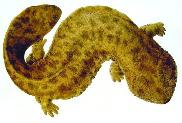 Naturalis_Biodiversity_Center_-_Andrias_japonicus_-_Japanese_giant_salamander_-_Siebold_Collection.jpg