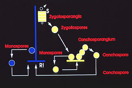 PorphyraLifeHist.jpg